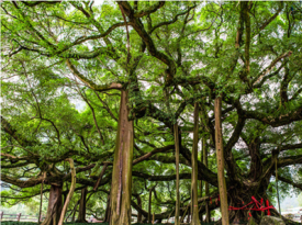 The Big Banyan Tree Scenic Area