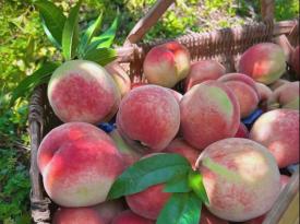 Guilin Lingchuan Haiyang Peaches